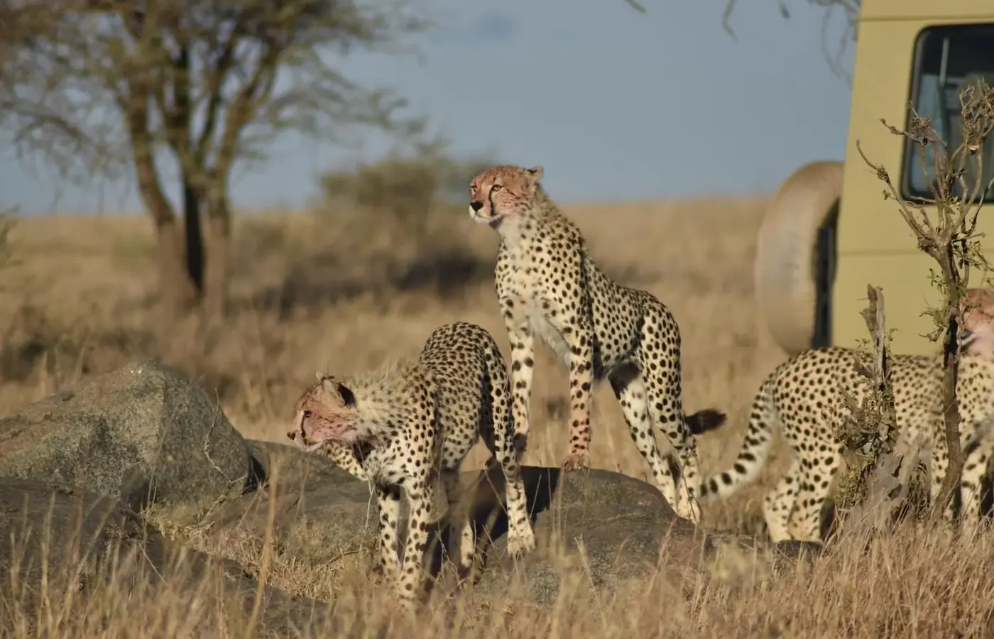 6-Day Complete Budget Friendly Ndutu Calving Season Safari From Zanzibar image 1