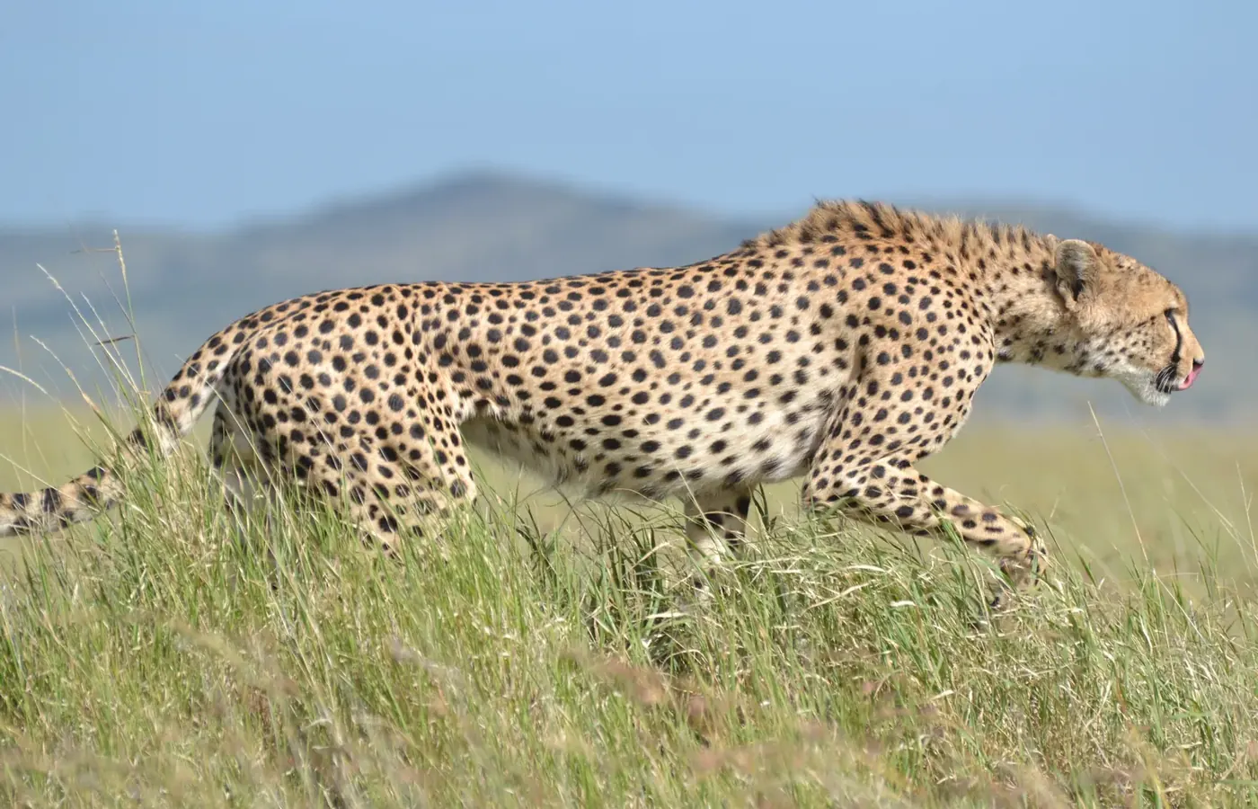 10-Day Complete Family Safari Southern Tanzania Ruaha and Nyerere Safari From Kilimanjaro International Airport image 1