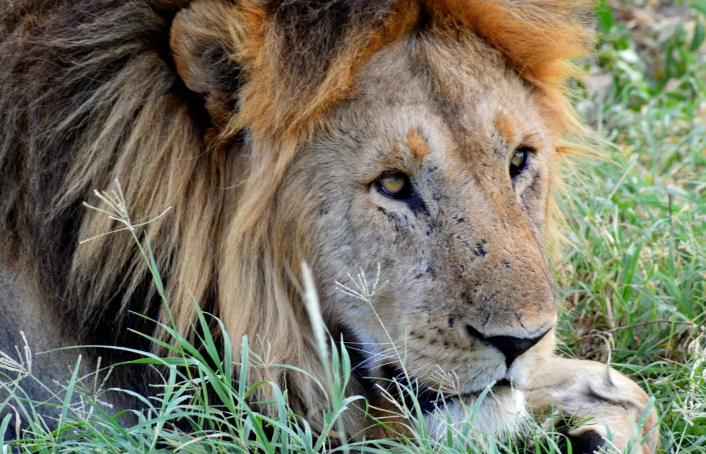 3-Day Tailor Made Great Migration Tarangire Ngorongoro and Lake Manyara Safari with Flexible Start image 1