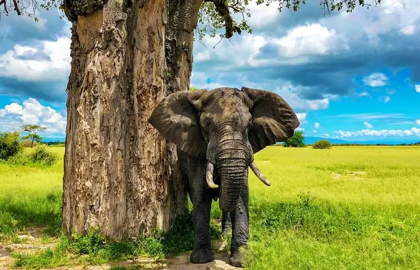 16-Day Best Budget Friendly Kilimanjaro Safari and Zanzibar Grand Combo From Kigali image 1