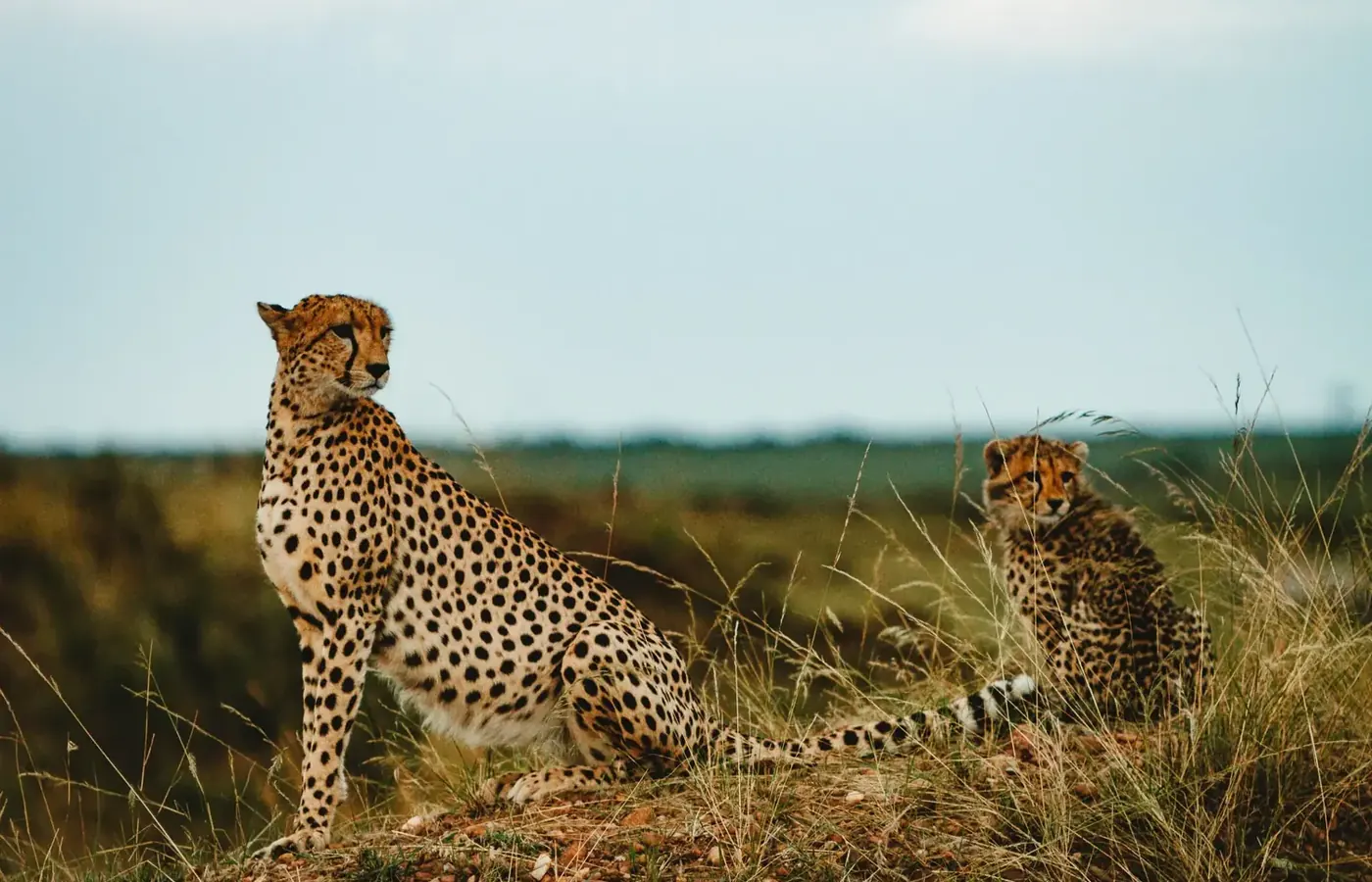 4-Day Best Great Migration Northern Circuit Safari From Kigali image 1