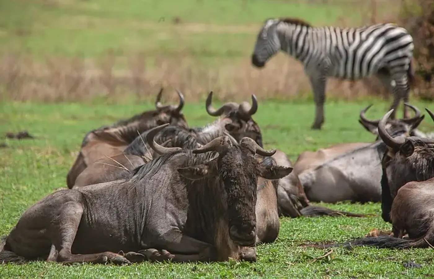 Tanzania