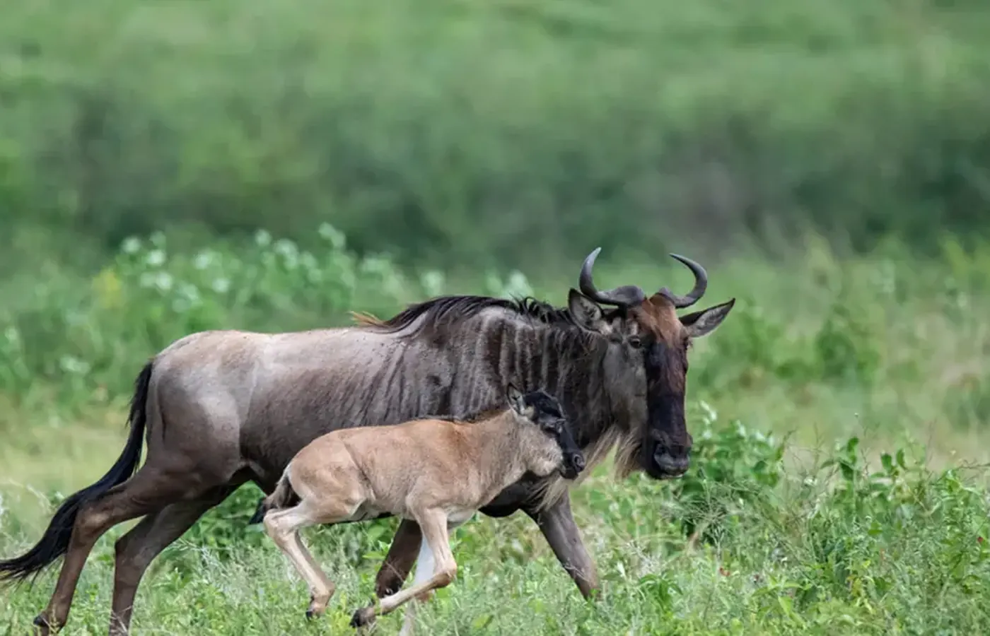 5-Day Discover Midrange Lodge Rwanda Gorilla Trekking and Akagera Safari From Mombasa image 1