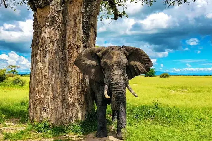 3-Day Signature Midrange Lodge Tarangire Ngorongoro and Lake Manyara Safari From Entebbe