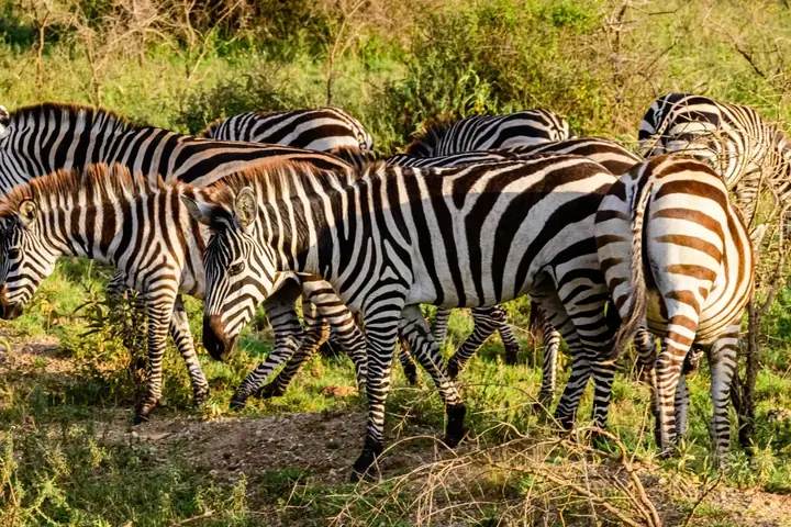 3-Day Great Great Migration Northern Circuit Safari From Entebbe