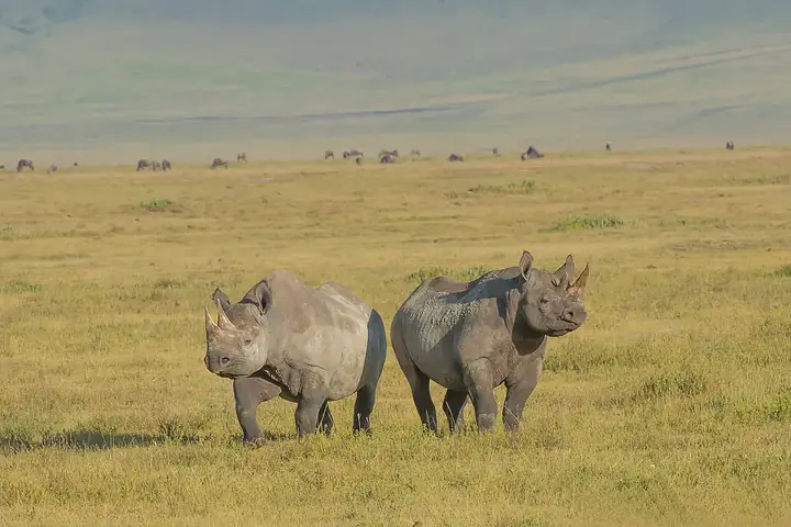 5-Day Tailor Made Midrange Lodge Serengeti Wildebeest Migration Safari From Zanzibar