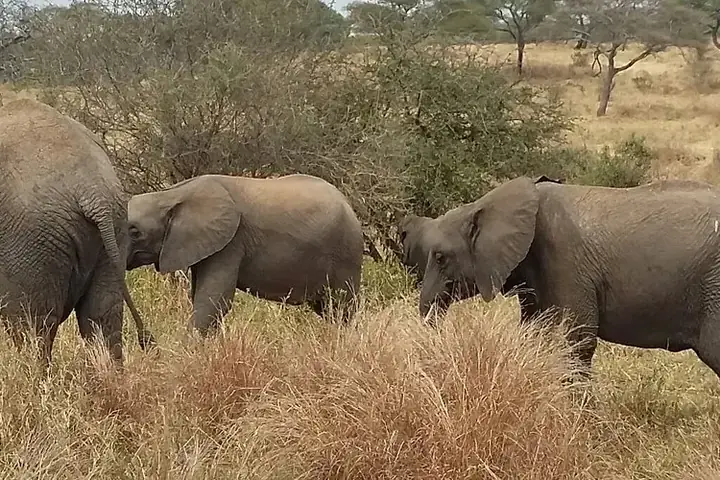 3-Day Complete Midrange Lodge Northern Circuit Safari From Zanzibar